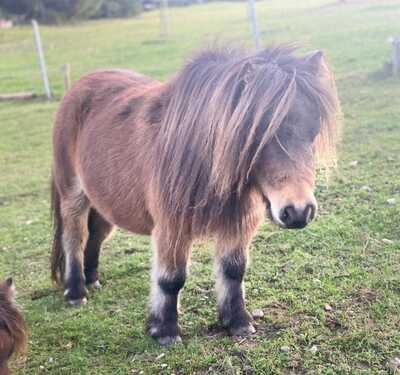 Minishetlandpony Stute Lola, Minishetlandpony - Stute