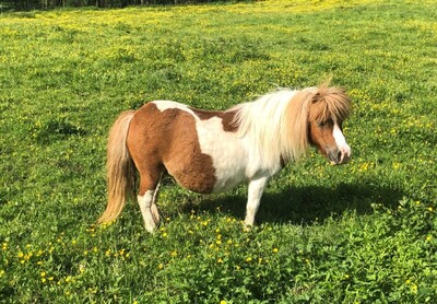 Minishetlandpony Stute - Mariella, Minishetlandpony - Stute