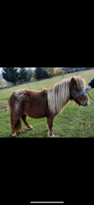 Minishetlandpony Stute „Martine“, Minishetlandpony - Stute