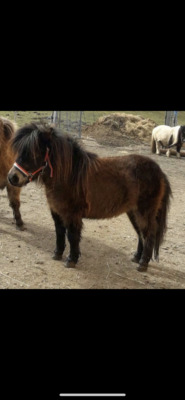 Minishetlandpony Stute Maski, Minishetlandpony - Stute