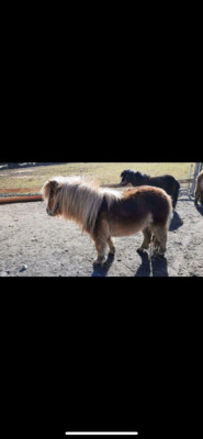 Minishetlandpony Stute Mikky, Minishetlandpony - Stute