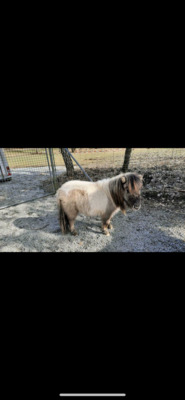 Minishetlandpony Stute Milou, Minishetlandpony - Stute