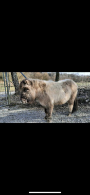Minishetlandpony Stute Milou, Minishetlandpony - Stute