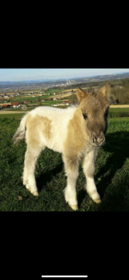 Minishetlandpony Stute Milou, Minishetlandpony - Stute