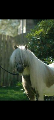 Minishetlandpony Stute, Minishetlandpony - Stute