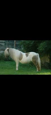 Minishetlandpony Stute, Minishetlandpony - Stute