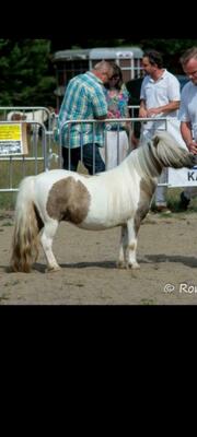 Minishetlandpony Stute, Minishetlandpony - Stute