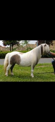 Minishetlandpony Stute, Minishetlandpony - Stute