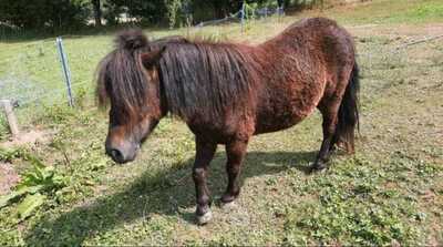 Minishetlandpony Stute Nina, Minishetlandpony - Stute