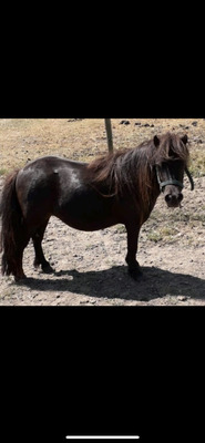 Minishetlandpony - Stute