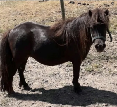 , Minishetlandpony - Stute