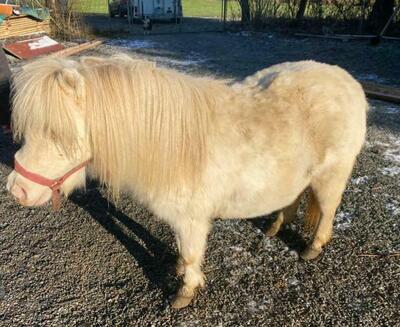 Minishetlandpony Stute - Xaria, Minishetlandpony - Stute