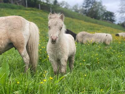 Minishetlandpony Stutfohlen, Minishetlandpony Fohlen - Stute