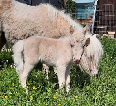 Minishetlandpony Stutfohlen, Minishetlandpony Fohlen - Stute
