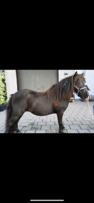 Minishetlandponystute - Nynke, Minishetlandpony - Stute