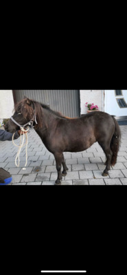 Minishetlandponystute - Nynke, Minishetlandpony - Stute