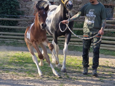 NCS Mr. Boombastic, Pinto - Araber Fohlen - Hengst