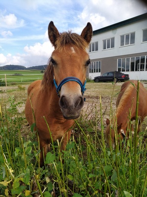 Nico, Classic-Ponys Fohlen - Wallach