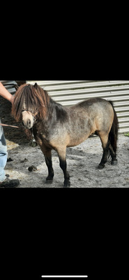 Night, Minishetlandpony - Hengst