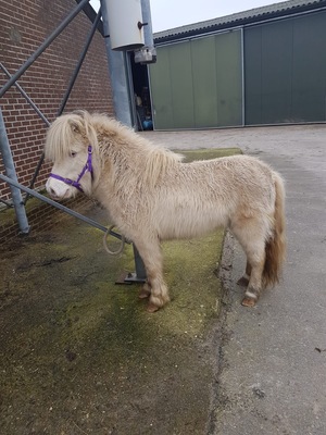 Nixon, Minishetlandpony - Hengst