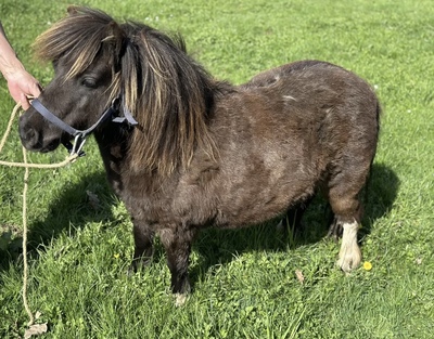 Noor, Minishetlandpony - Stute
