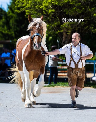 Noriker - Stute