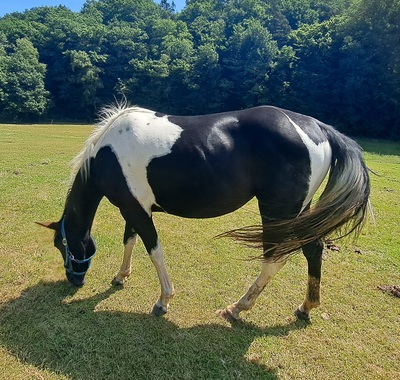 Paint Horse - Stute