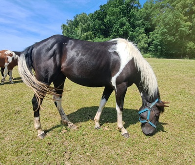 Paint Horse - Stute
