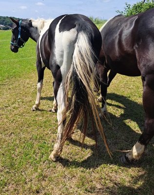 Paint Horse - Stute