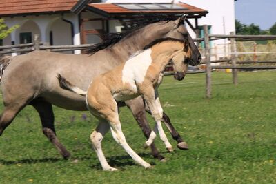 Pocorado, Paint Horse Fohlen - Hengst