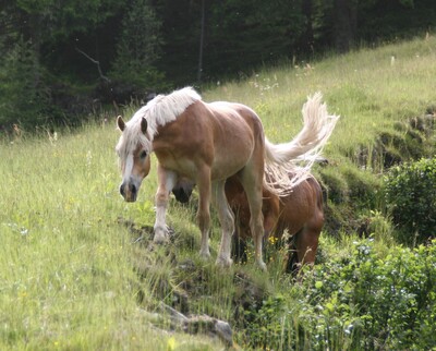 Santos, Haflinger - Wallach