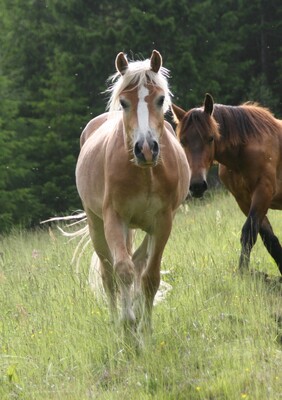 Santos, Haflinger - Wallach