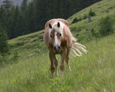 Santos, Haflinger - Wallach