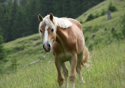 Santos, Haflinger - Wallach