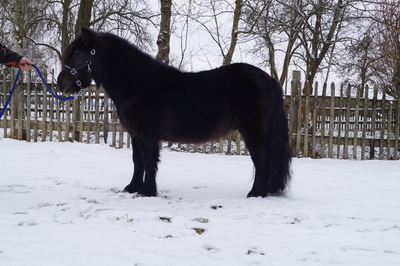 Shetland Pony - Hengst