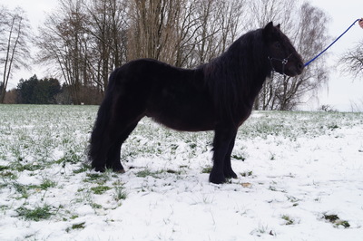 Shetland Pony - Hengst