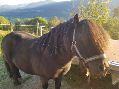 Shetland Pony - Wallach 2