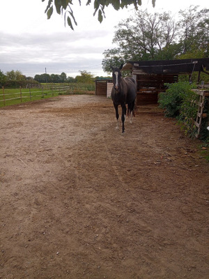 Stellplätze für Pferde, Ponys & Esel in Worms