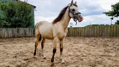 Tresorya Norvys Llwyd, Welsh Cob (Sek. D) - Wallach