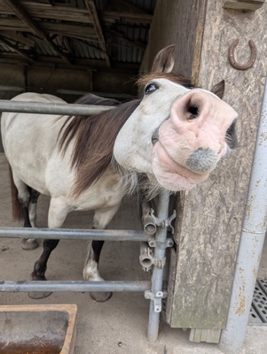 Tresorya Norvys Llwyd, Welsh Cob (Sek. D) - Wallach