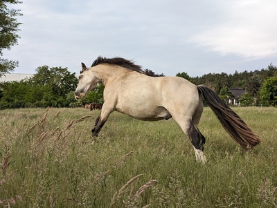 Tresorya Norvys Llwyd, Welsh Cob (Sek. D) - Wallach