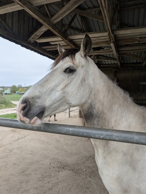 Tresorya Norvys Llwyd, Welsh Cob (Sek. D) - Wallach