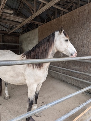 Tresorya Norvys Llwyd, Welsh Cob (Sek. D) - Wallach