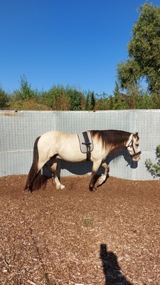 Tresorya Norvys Llwyd, Welsh Cob (Sek. D) - Wallach