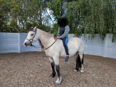 Tresorya Norvys Llwyd, Welsh Cob (Sek. D) - Wallach
