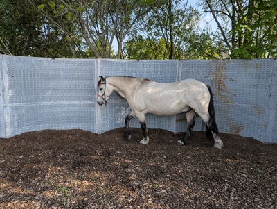 Tresorya Norvys Llwyd, Welsh Cob (Sek. D) - Wallach