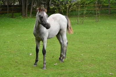 WPBR Welsh Part-Bred , weiße Stutfohlen Winone Alona, Welsh Part-Bred Fohlen - Stute