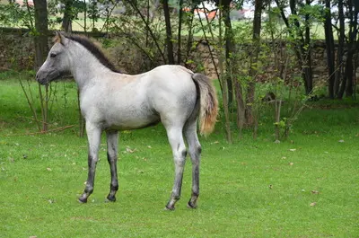 WPBR Welsh Part-Bred , weiße Stutfohlen Winone Alona, Welsh Part-Bred Fohlen - Stute