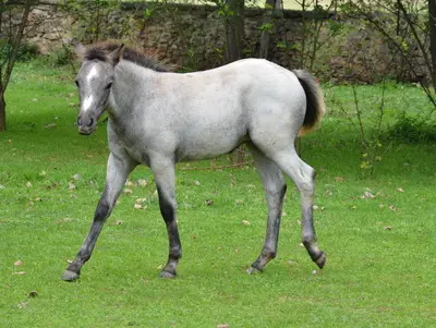 WPBR Welsh Part-Bred , weiße Stutfohlen Winone Alona, Welsh Part-Bred Fohlen - Stute