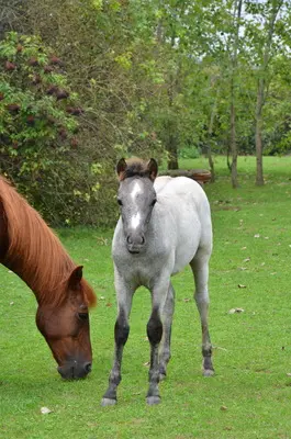 WPBR Welsh Part-Bred , weiße Stutfohlen Winone Alona, Welsh Part-Bred Fohlen - Stute
